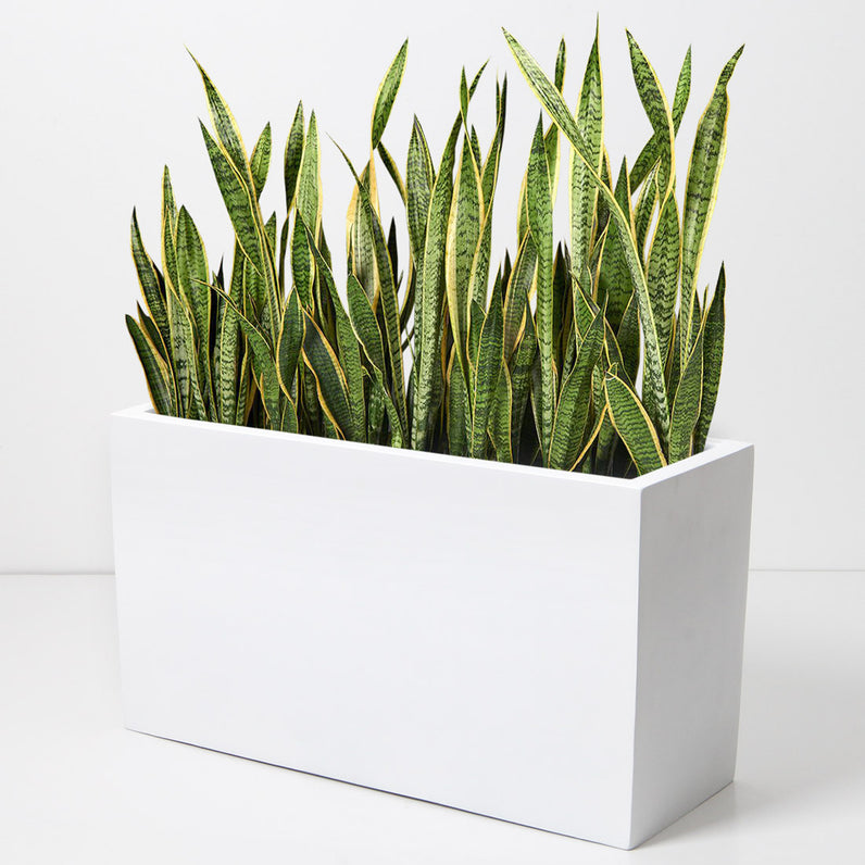 Paris Square Plant Pot - White