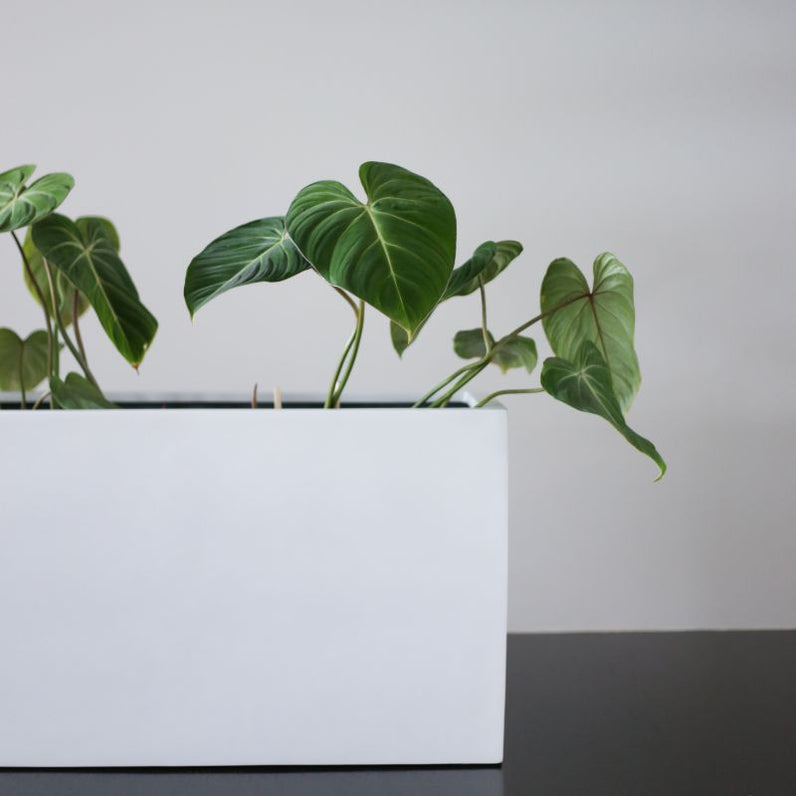 Paris Square Plant Pot - White